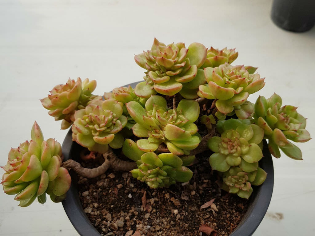 Sedeveria Rolly - Succulent Plant
