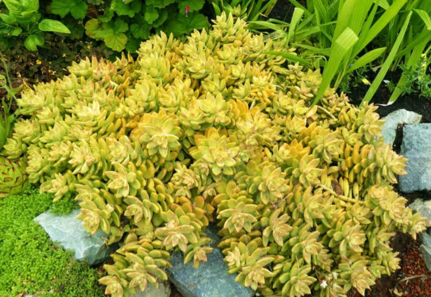 Sedum adolphii