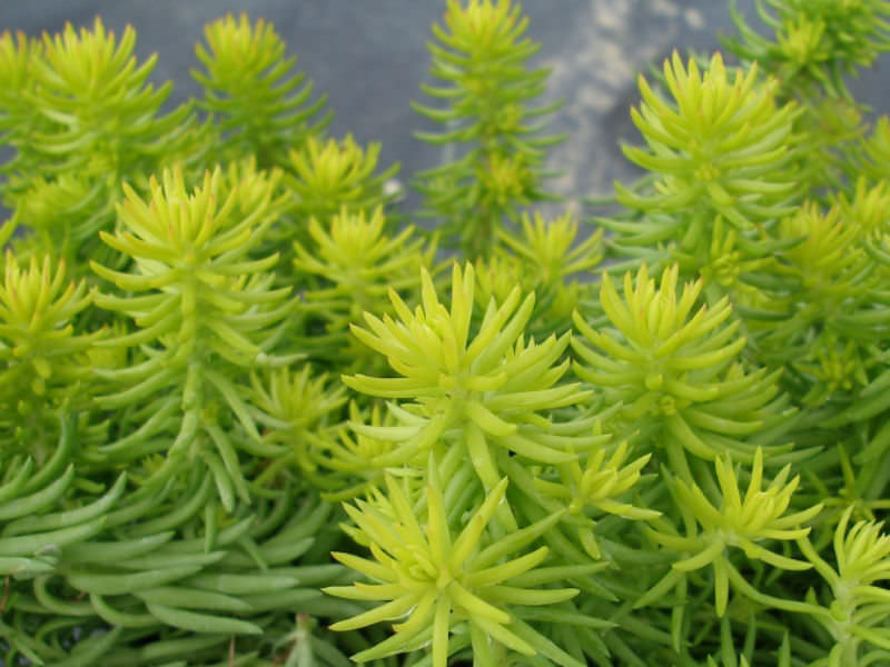 Sedum Angelina (Golden)