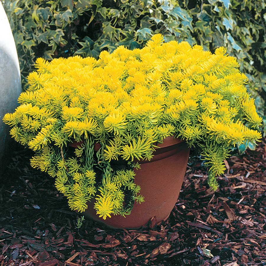 Sedum Angelina (Green)