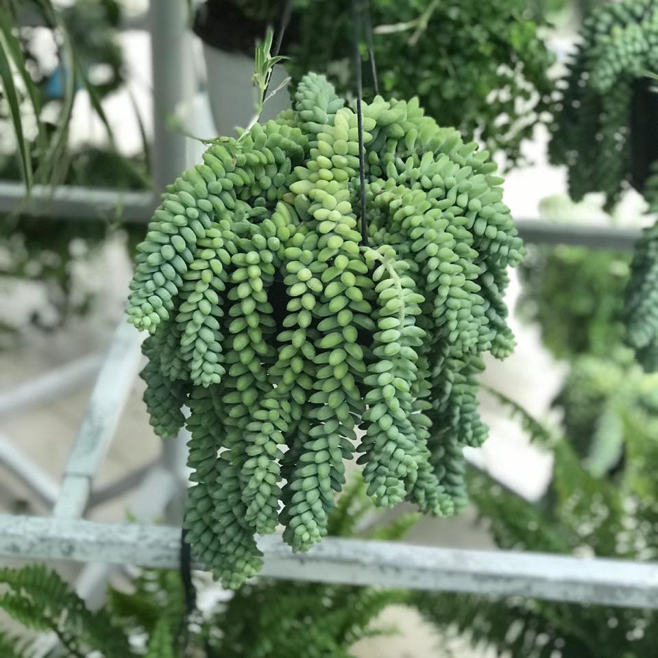 Sedum Burrito