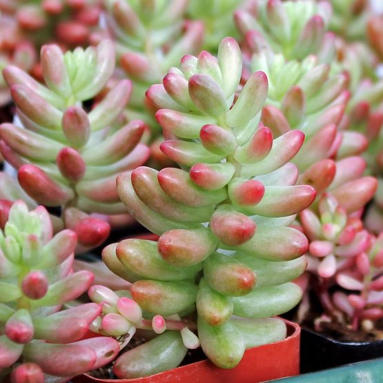Sedum rubrotinctum Aurora