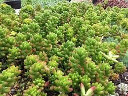 Sedum rubrotinctum Pork and Beans
