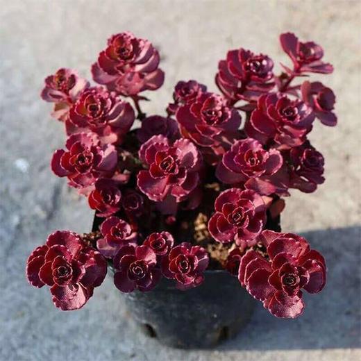 Sedum spurium Voodoo