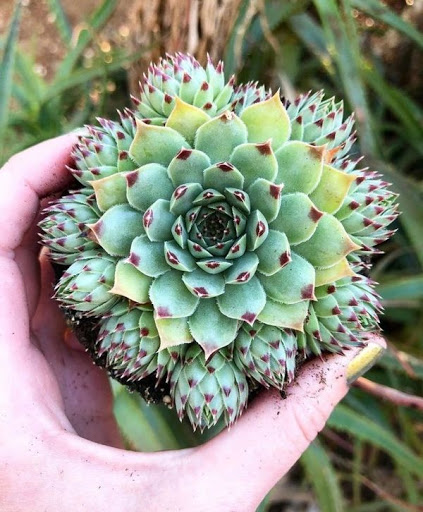 Sempervivum calcareum