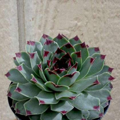 Sempervivum Green Wheel