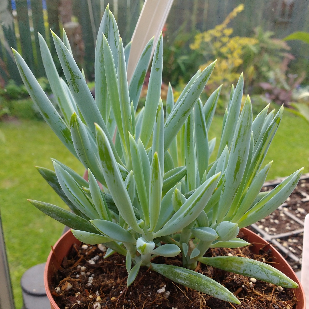 Senecio ficoides Mount Everest