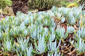 Senecio mandraliscae