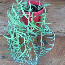 Senecio radicans Glauca