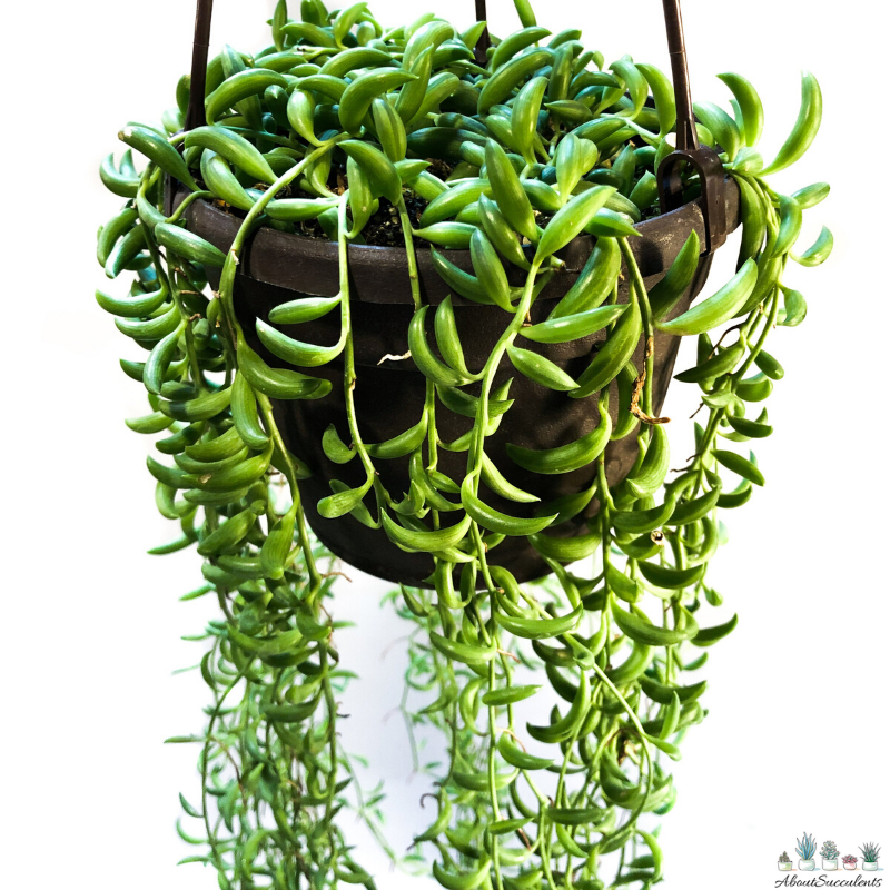 Senecio radicans
