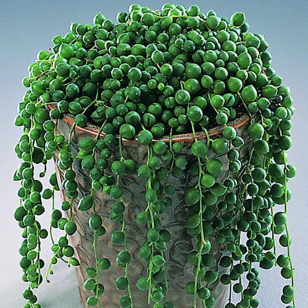 Senecio rowleyanus