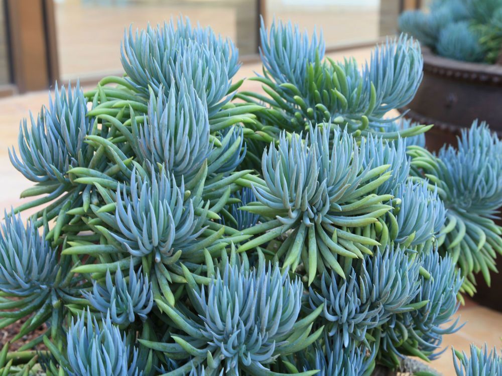 Senecio vitalis Blue
