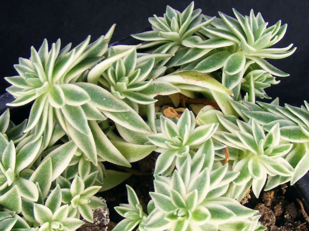 Silver Sedum