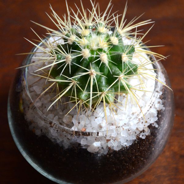 Small Haworthia spherical bowl (3in Ht)