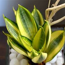 Snake plant in square glass pot (4in Ht)