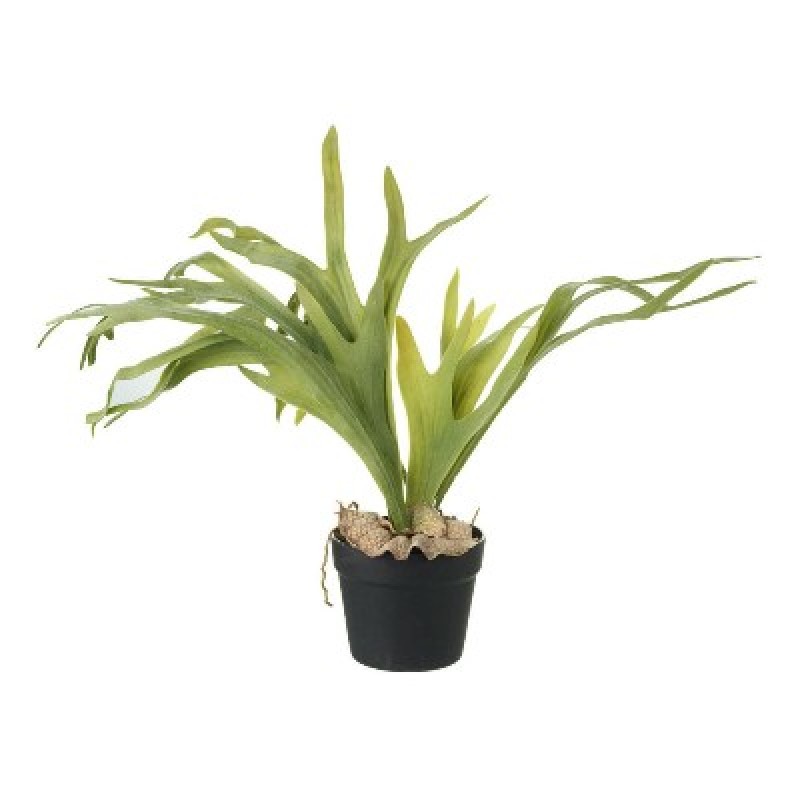 Staghorn Fern