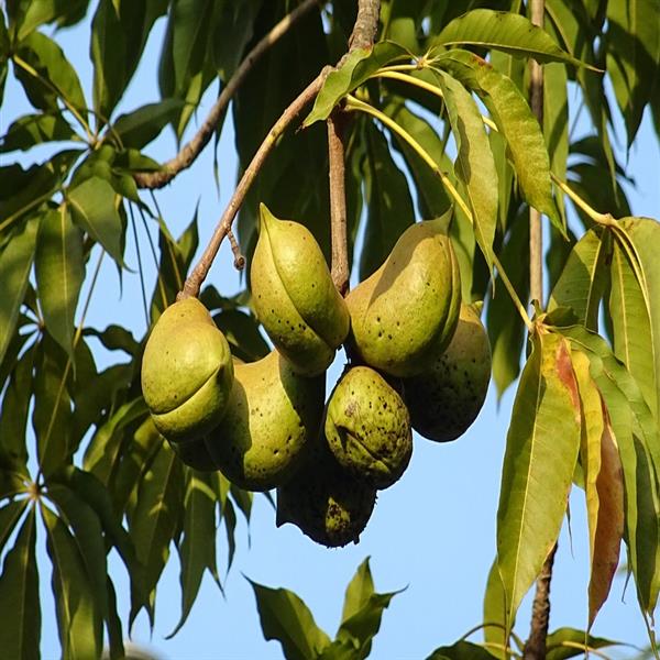 Sterculia Foetida