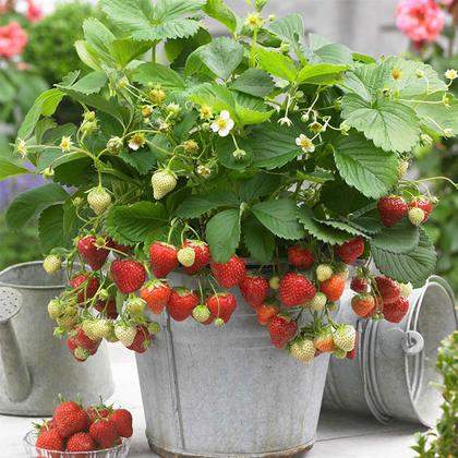 Strawberry Plant (Sweet Charlie Jharaber