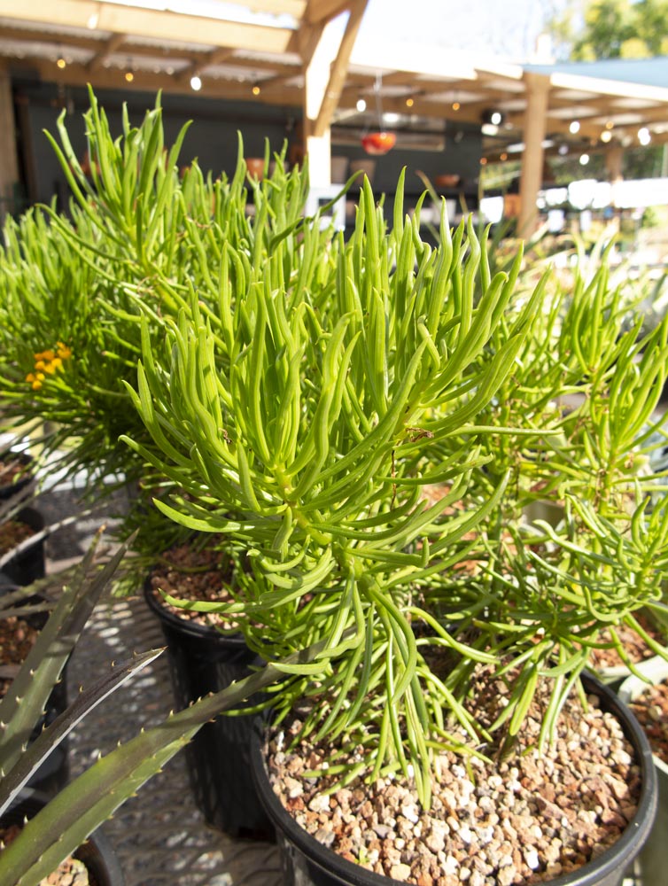 Succulent Bush Senecio