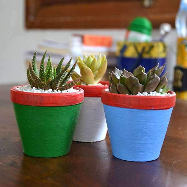 Succulent triplets in colorful pots (2.5in Ht)