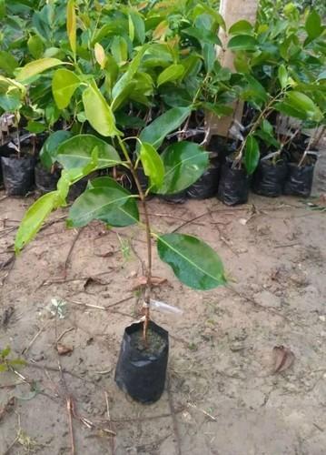 Syzygium Cumini