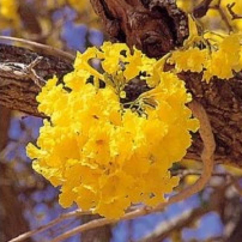 Tabebuia argentea