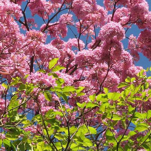 Tabebuia avellanedae