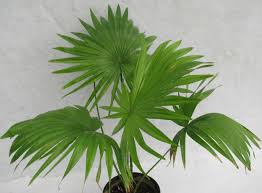 Table palm