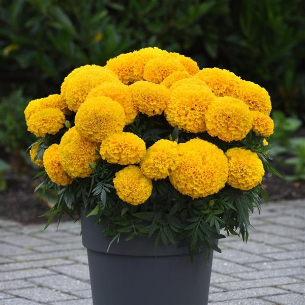Tagetes erecta