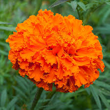 Tagetes erecta L.