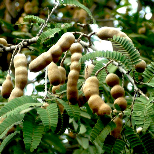 Tamarind