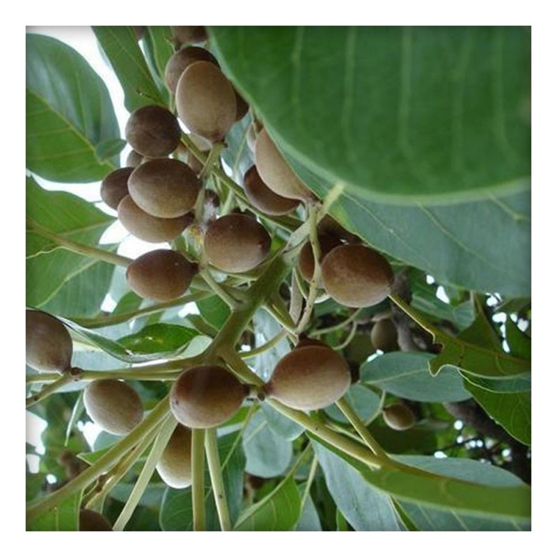 Terminalia Bellirica