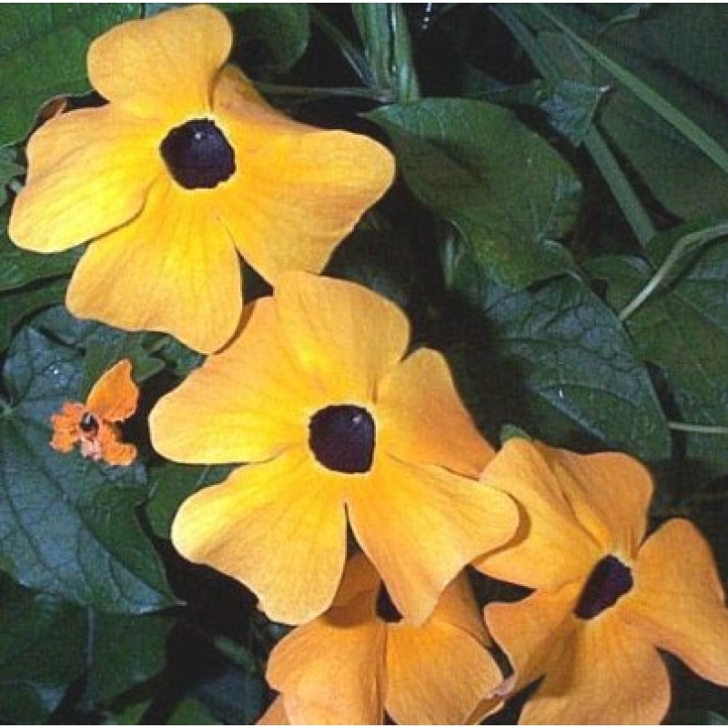 Thunbergia Alata (Yellow)