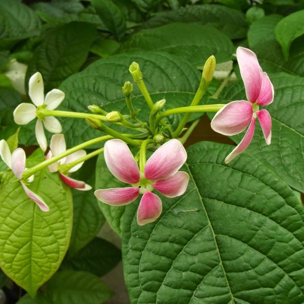 Thunbergia (Any Color)