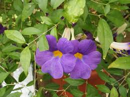Thunbergia Erecta Nana