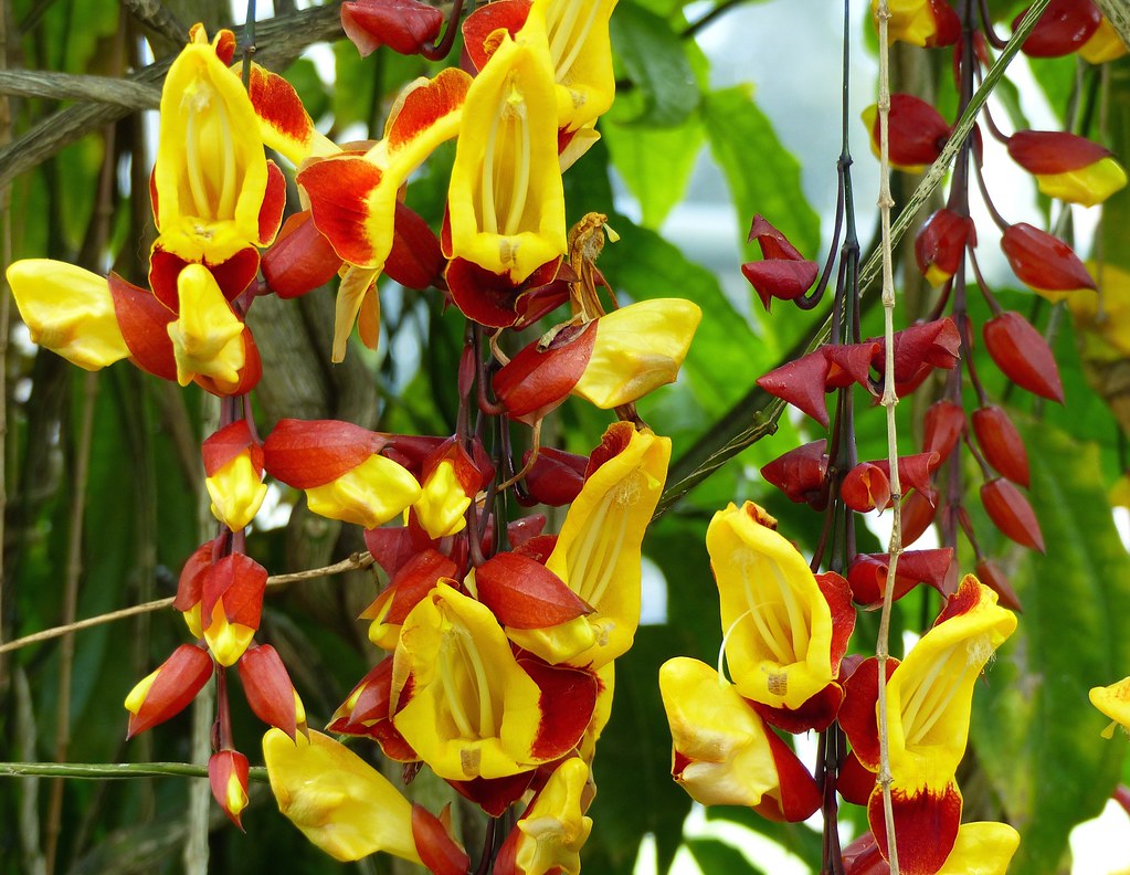Thunbergia Mysorensis