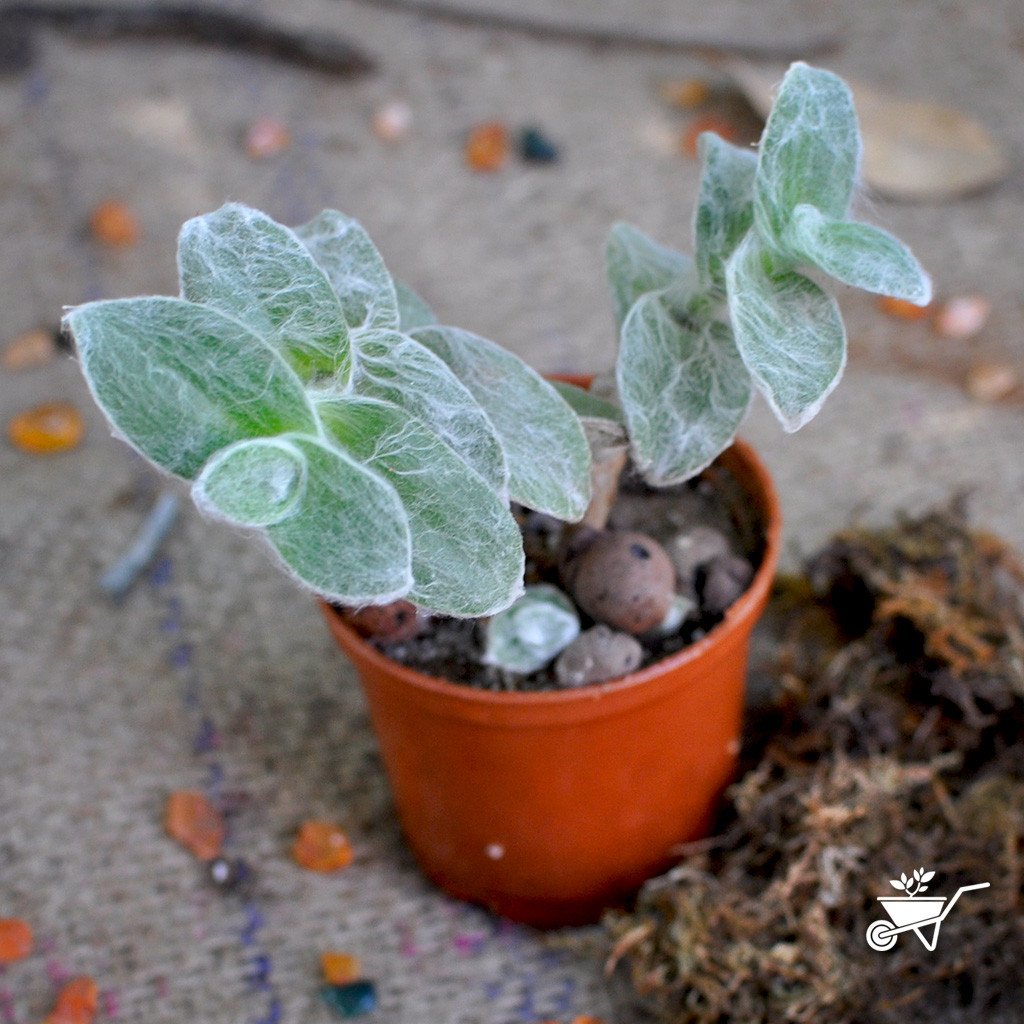 Tradescantia sillamontana