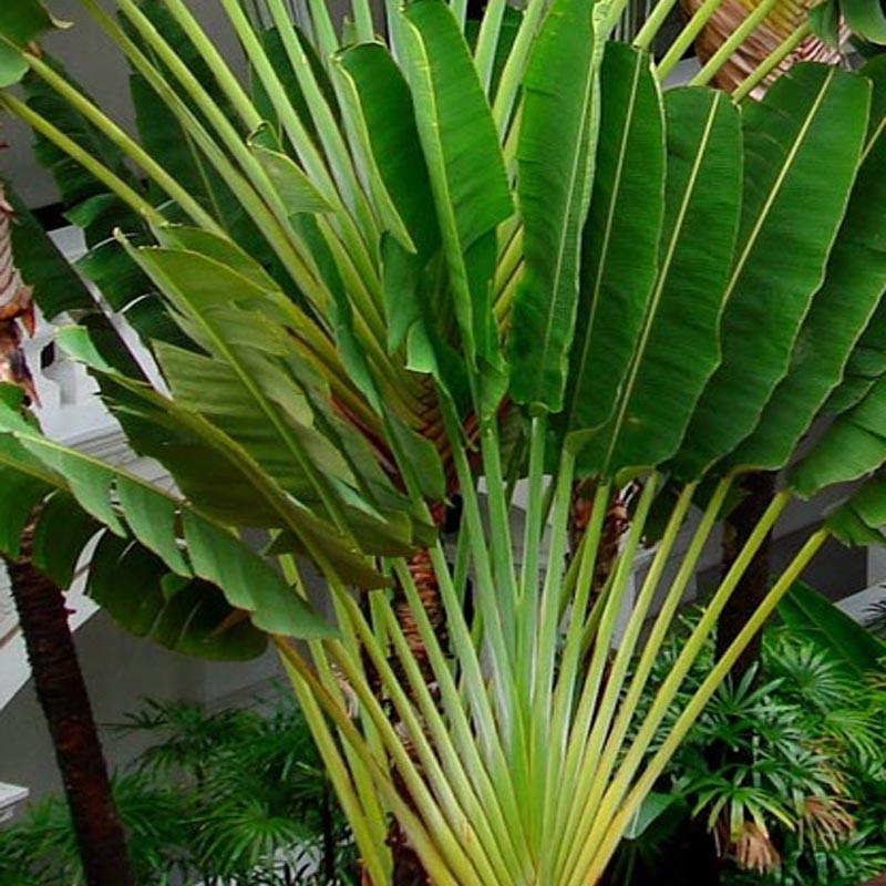 Travellar Palm