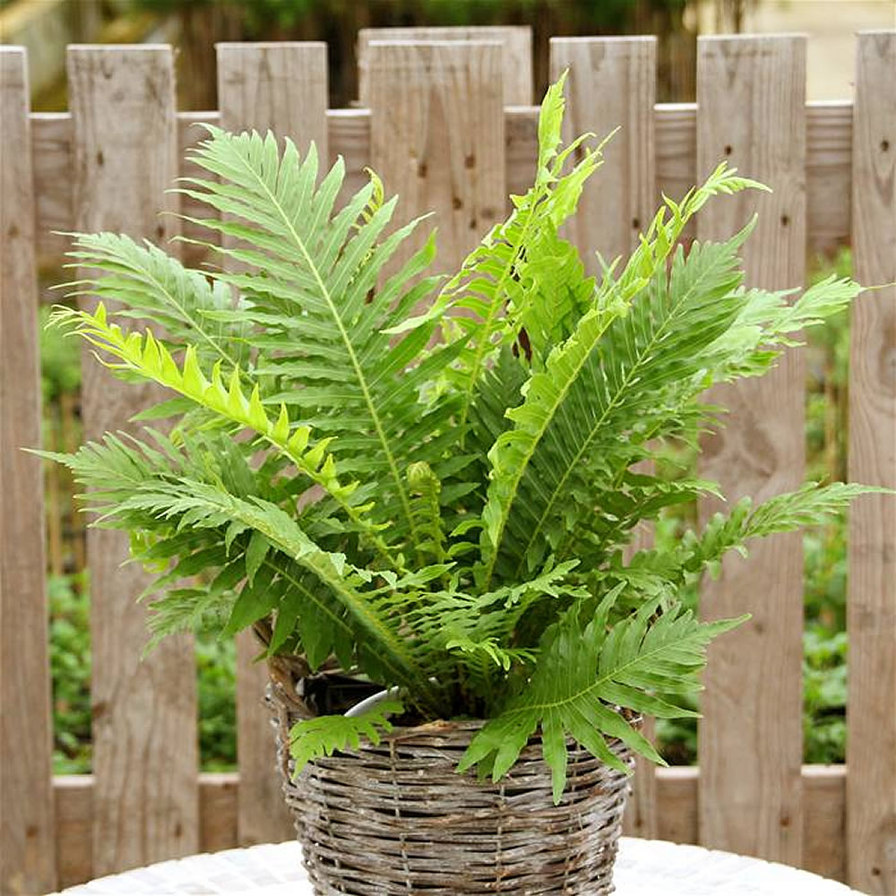 Tree Fern