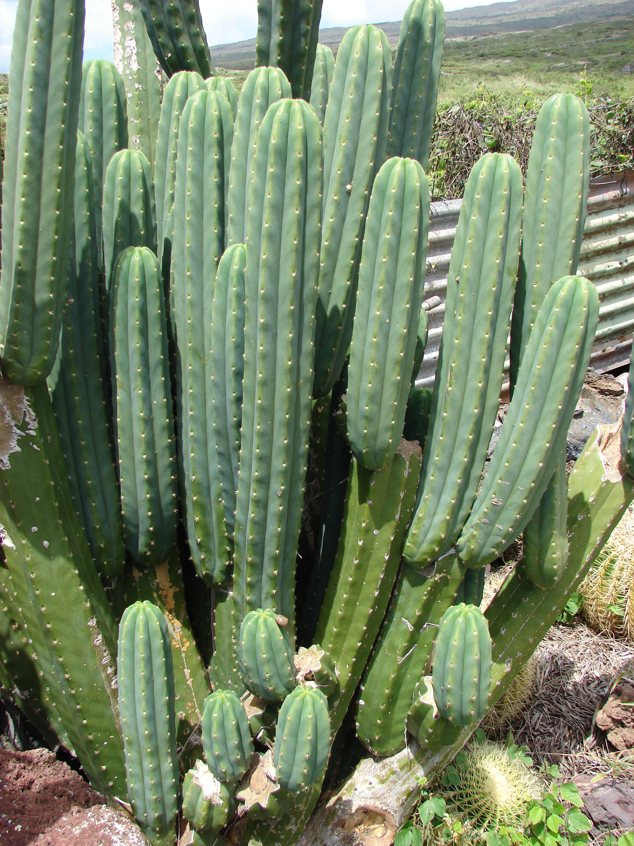 Trichocereus pachanoi