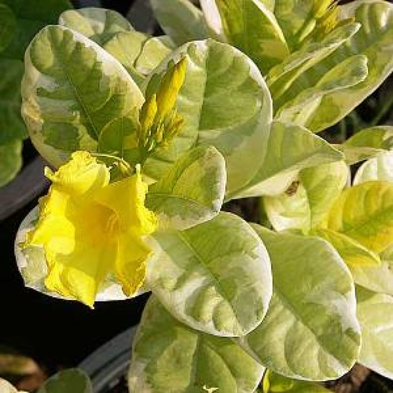 Variegated Allamanda