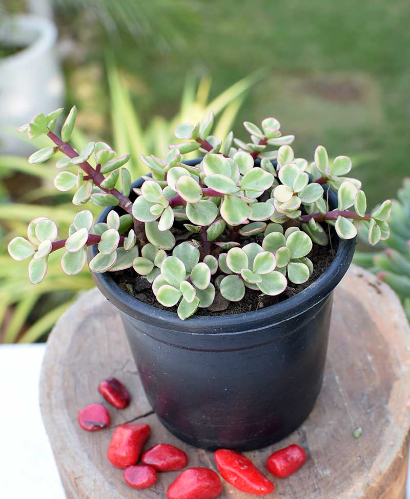 Variegated elephant bush