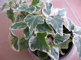 Variegated English Ivy