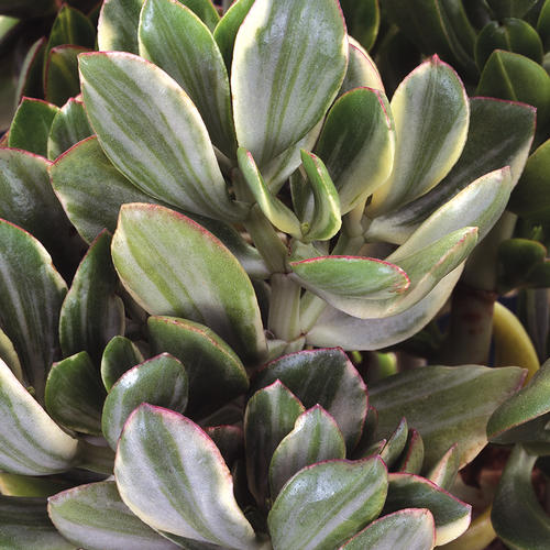 Variegated Jade Plant