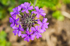 Verbena(Purple)