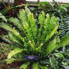 Victoria Bird Nest Fern