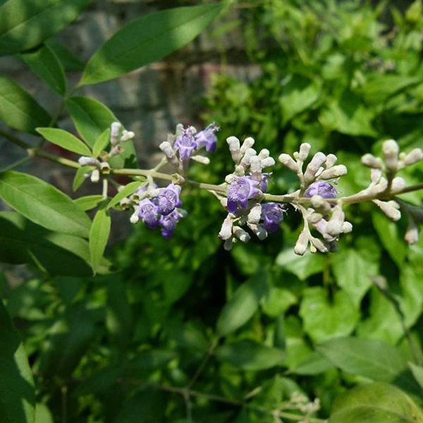 Vitex negundo