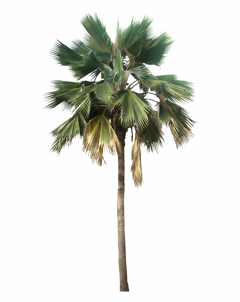 Washingtonia