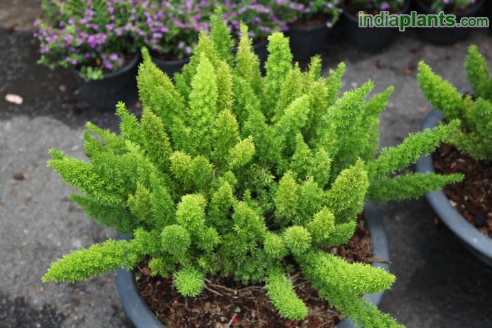Wild Asparagus