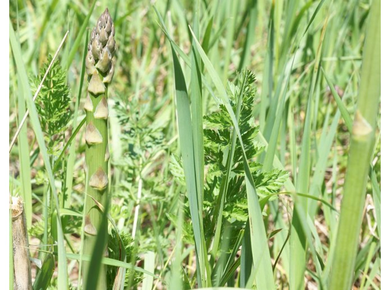Wild Asparagus